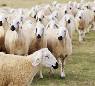 راهنمای واردات دام زنده + شرایط و مراحل