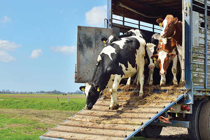 تعرفه گمرکی واردات دام زنده