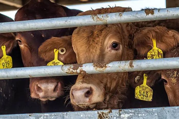 شرایط واردات دام زنده به ایران