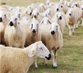 راهنمای واردات دام زنده + شرایط و مراحل